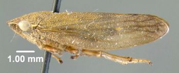 Media type: image;   Entomology 618405 Aspect: habitus lateral view